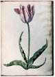 Unnamed Tulip - Image 74 in the NEHA Tulip Book.