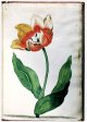 Unnamed Tulip - Image 75 in the NEHA Tulip Book.