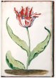 Unnamed Tulip - Image 76 in the NEHA Tulip Book.