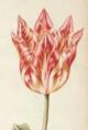 Verwindt Tulip - image at far right on Sothebys.