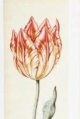 Verwindt Tulip - left image on Sothebys.