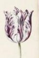 Viceroy Tulip - image at far righ on Sothebys.