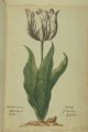 Viseroij Tulip, an extinct broken Dutch tulip.