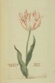 Wit en rood Boode Tulip, an illustration of an extinct broken Dutch tulip (signed Pr. Schagen).