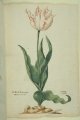 Wit en Rood Boode Tulip, an extinct broken Dutch tulip