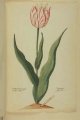 Witte Marvelijen (Marveilje) Tulip, an extinct broken Dutch tulip.
