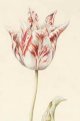 Witte Mervelye Tulip - center image on Sothebys.